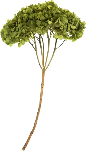 Vista 7 de Vickerman Hortensias de musgo antiguo de 15 pulgadas con múltiples segmentos de rama. Conservada