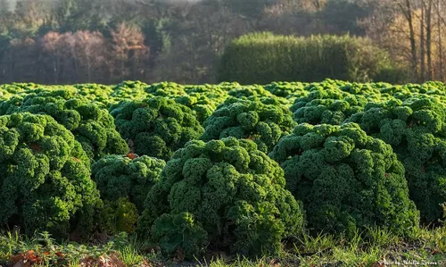 Vista 6 de Semillas de col rizada Tipo arbusto de hoja vegetal de col verde para plantar semillas gigantes sin OMG 200