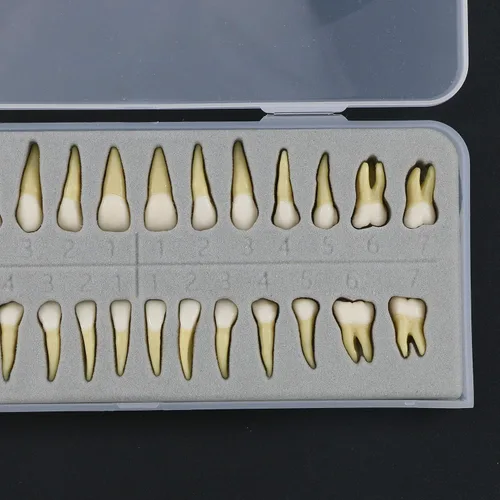 Vista 6 de 1 caja de dientes modelo dental modelo 28 piezas 1:1 dientes permanentes completos M7021