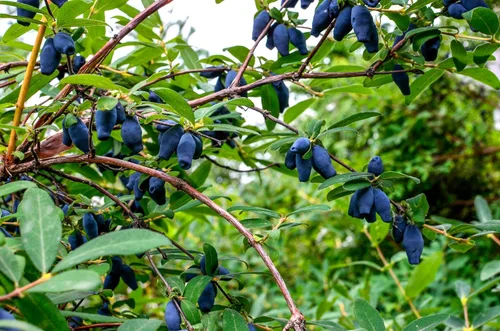 Vista 5 de 30 HONEYBERRY Blue Honeysuckle Lonicera Caerulea Edible Fruit Shrub Seeds