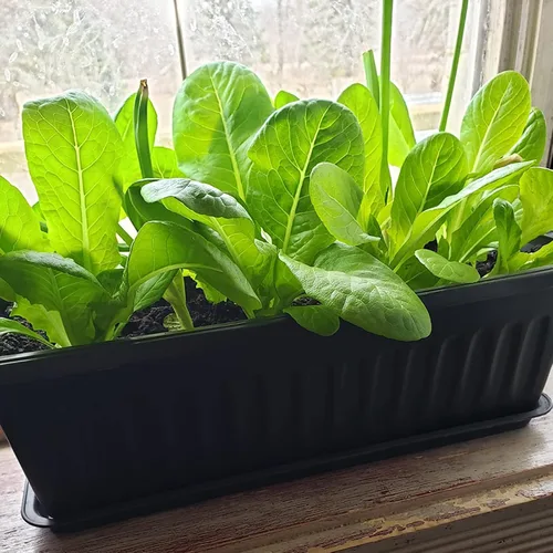Vista 7 de Paquete de 6 cajas de flores de 17 pulgadas, macetas de plástico para verduras largas con bandeja, maceta negra para alféizar de ventana, patio