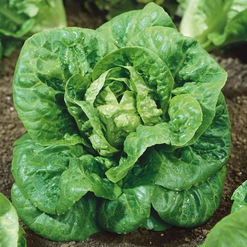 Vista 6 de Eden Brothers Semillas de lechuga (orgánicas) - Buttercrunch