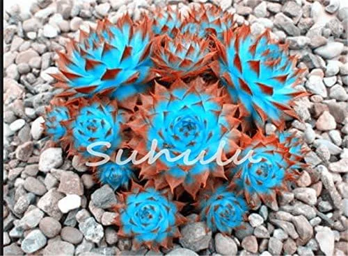 Vista 2 de 200 piezas de semillas de mezcla de suculentas para gallinas y pollitos (Sempervivum Hybridum) Bonsái Plantas de flores para jardín casero 19