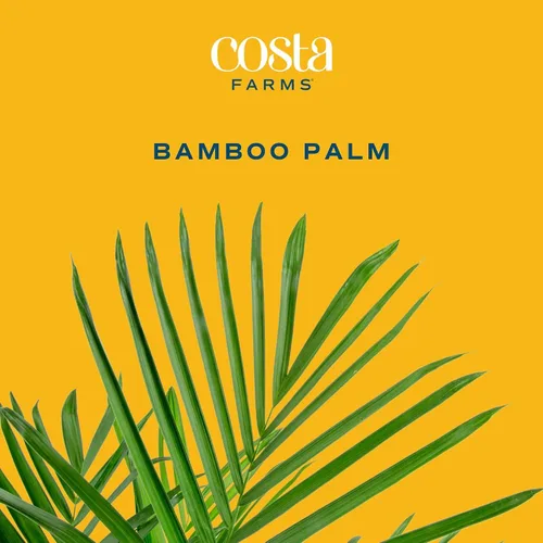Vista 3 de Costa Farms Planta viva de palma de bambú en maceta decorativa, planta de interior grande purificadora de aire, perfecta para decoración del hogar