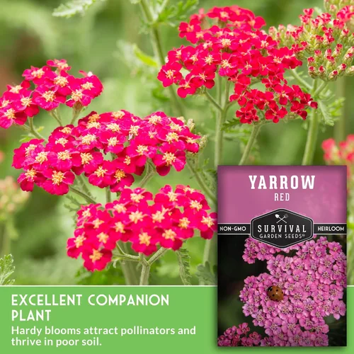Vista 5 de Semillas de milenrama roja o rosa para plantar, hierbas medicinales tradicionales y semillas de flores perennes, flores amigables con polinizadores