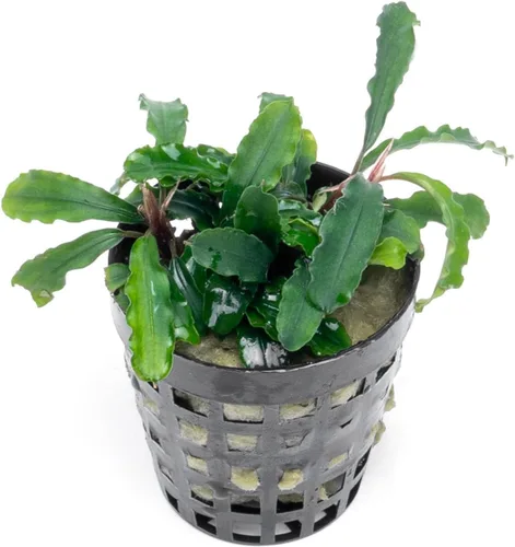 Vista 21 de SubstrateSource Bucephalandra Brownie Phantom - Planta de acuario viva – Decoración natural de pecera de agua dulce, decoración acuática