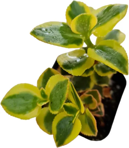 Vista 9 de Plantas vivas de crassula para decoración del hogar (collar de bebé de 2 pulgadas abigarrado)