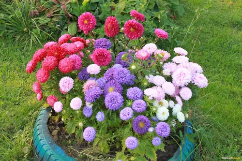 Vista 2 de Semillas Aster Mezcla Enana Anual Flores de jardín para plantar