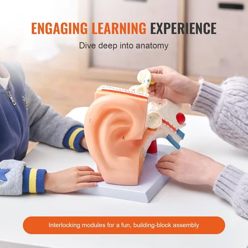 Vista 3 de VEVOR Modelo de anatomía de oído humano, modelo de oreja humana ampliada 5 veces, modelo de oreja anatómica de plástico PVC para educación, anatomía