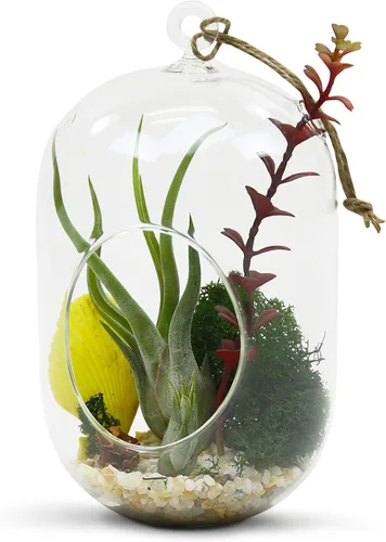 Vista 4 de WGV - Terrario de cristal colgante para plantas, ancho 5 pulgadas, altura 8 pulgadas, farol para suculentas de aire para bricolaje, luz de té
