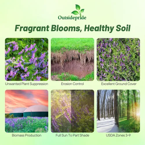 Vista 2 de Outsidepride Hairy Vetch Cover Crop Seeds – 1 oz tolerantes al frío, resistentes al invierno, ideales para mejorar el suelo, pastos verdes, heno