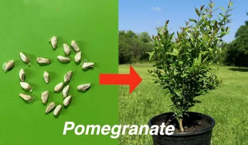 Vista 3 de 60 Semillas de Granada Semillas de Frutos Rojos Punica Granatum Bonsai Megranate