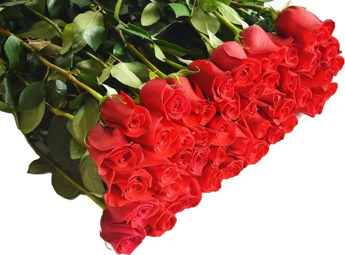 Vista 5 de Blooms2Door - 25 Rosas Rosadas (Fresco - 19.7 in) - Flores Frescas para Cumpleaños, San Valentín y Día de la Madre
