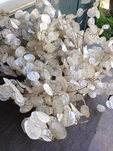 Vista 3 de TomorrowSeeds - Semillas de Money Plant (Lunaria) - Más de 50 unidades - para plantar 2026 sin OMG Heirloom Lunaria Honesty Silver Dollar Perenne