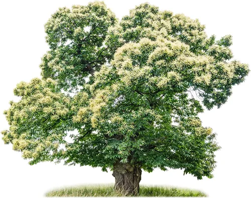 Vista 2 de Semillas de castaño de indias para plantar: árboles frutales increíbles y exóticos (2 semillas)