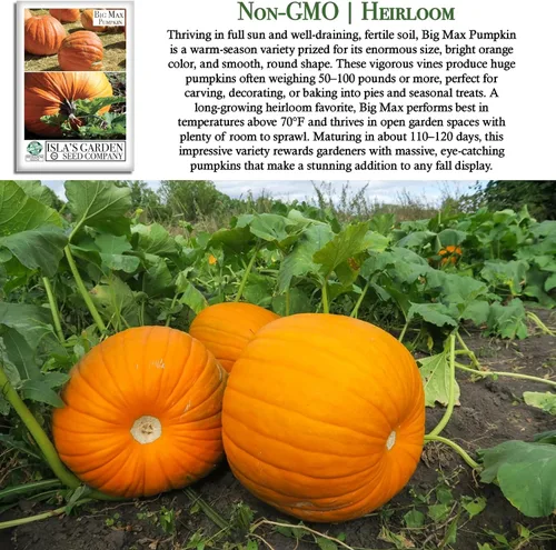 Vista 3 de Semillas de calabaza gigante Big Max (Cucurbita Maxima) – 10 semillas sin OMG y reliquias, cultiva calabazas masivas de 100 libras + más, divertida