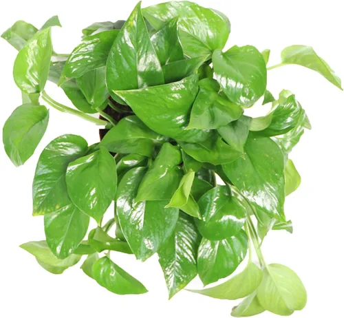 Vista 2 de Green Queen Pothos - 6" de California Tropicals