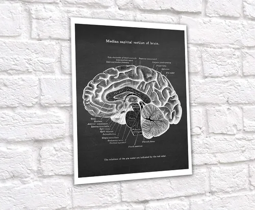 Vista 4 de Gnosis Picture Archive Neuroscience Art set de 6 impresiones sin marco de anatomía del cerebro humano