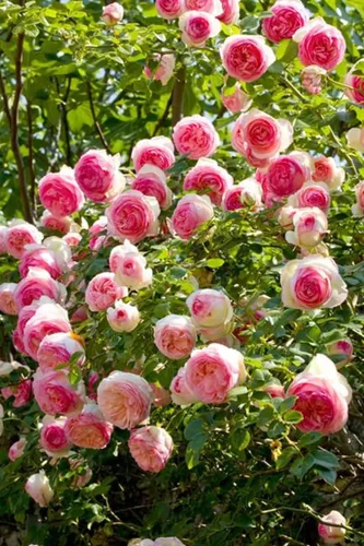 Vista 2 de Más de 100 rosas rosadas trepadoras, reliquia de jardín al aire libre, vid para el hogar, paisaje, rosa, arbusto, vid trepadora, mariposa fragante