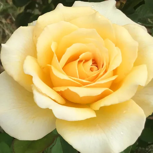 Vista 12 de Heirloom Roses Rose Bush - Easter Basket™ Planta amarilla viva para plantar al aire libre