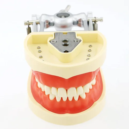 Vista 3 de Typodont - Poste de montaje para dientes modelo ajustable de 360 grados en el escritorio, compatible con Kilgore Nissin Columbia Dentoform Frasaco