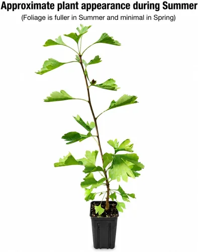 Vista 2 de Árbol de ginkgo - Planta viva de 12 a 16 pulgadas de alto - Maceta de cuarto de galón - Árbol de culantrilla/ginko - Ginkgo biloba Maidenhair