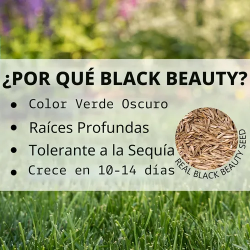 Vista 5 de Jonathan Green Black Beauty Sun & Shade - Semilla de hierba (25 libras)