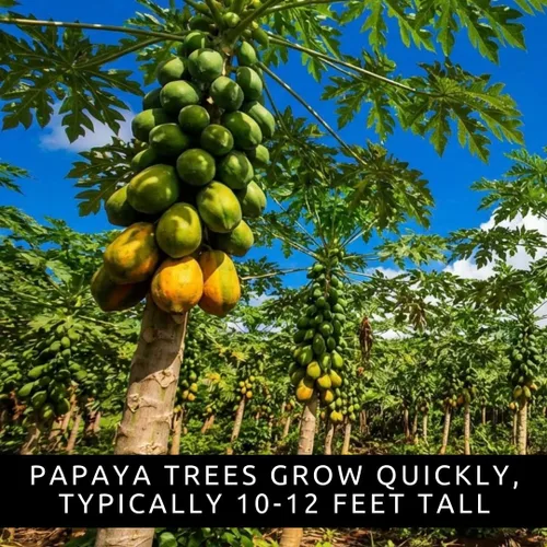 Vista 3 de 10 semillas de papaya enana para plantar, cultiva tu propio árbol frutal tropical en casa, patio o jardín - Sin OMG, de rápido crecimiento, frutas
