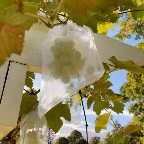 Vista 5 de YunKo - 50 bolsas de organza blanca de 6.5 x 9 pulgadas con cordón de malla Blanco