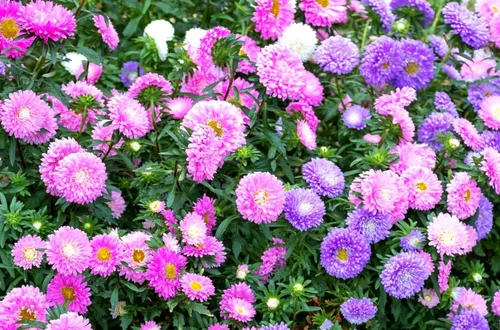 Vista 6 de Más de 200 semillas de flores de Aster Arco iris Flor Jardín Hogar Fragante Marip