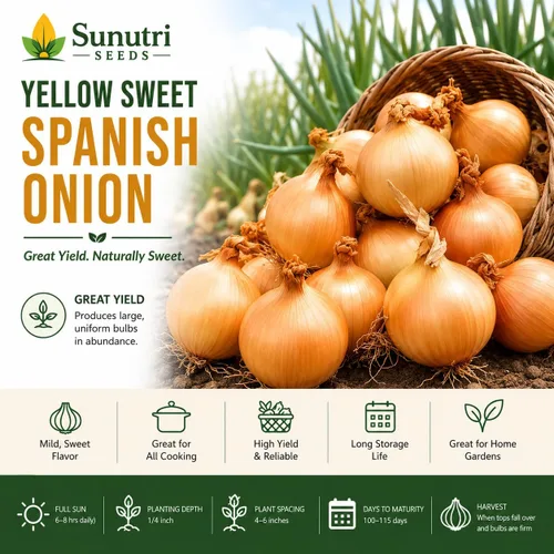 Vista 3 de Semillas de cebolla española dulce amarilla para plantar – Variedad de cebolla bulbante de día largo – Cebollas dulces suaves grandes para jardines