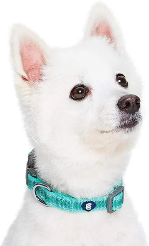 Vista 3 de Blueberry Pet Essentials - Collar para perros pequeños a juego, ajustable, clásico, de nailon, color sólido, para perros pequeños, collar