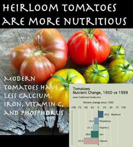 Vista 4 de Tomate, Rutgers, reliquia, 25 semillas, deliciosa fruta roja sabrosa