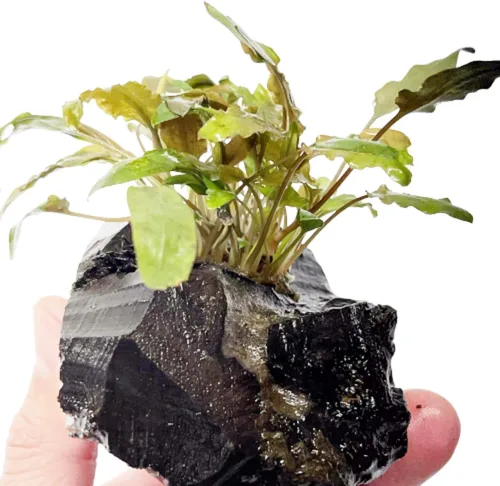 Vista 3 de Cryptocoryne Mioya On Driftwood Planta de acuario vivo Decoraciones tropicales de agua dulce