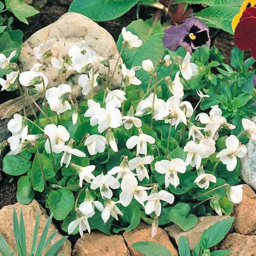Vista 7 de Outsidepride Reine De Neiges - Semillas de violeta dulce para plantar, 100 piezas de semillas de viola perennes, compactas y aptas