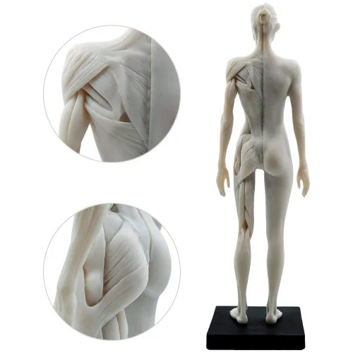 Vista 7 de BONEW Modelo del cuerpo de la cabeza del cráneo de la anatomía anatómica humana de la resina de los 30CM del hueso del músculo del modelo masculino