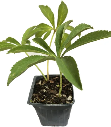 Vista 6 de 8 recipientes de rosa cuaresmal mixta en macetas de 2.5 pulgadas, ideal para plantar en otoño