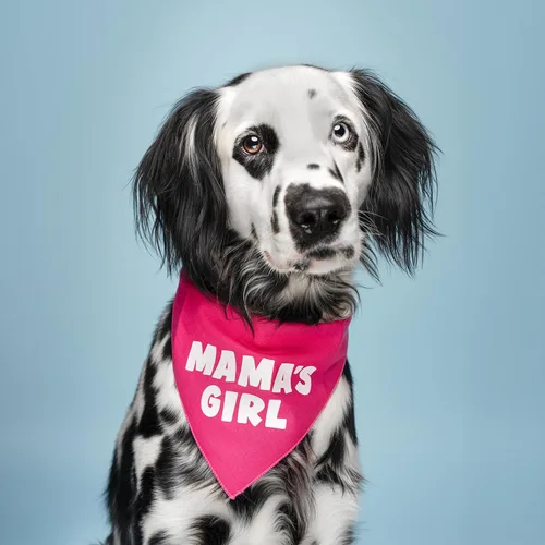 Vista 2 de Mama's Girl - Bandana para perro 100% algodón para mamá Día de San Valentín Sesión de fotos Negro, XS (949)