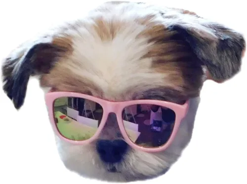Vista 10 de G014 Dog Cat Pet - Gafas de sol de los años 80 para razas pequeñas de hasta 15 libras (paquete de 2 unidades, negro + espejo negro-azul)