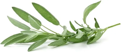 Vista 6 de Hoja ancha de salvia (50 semillas)