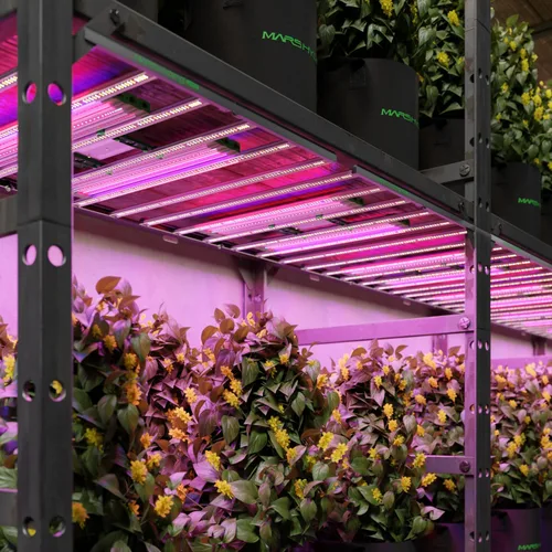 Vista 8 de MARS HYDRO ADlite Red30 & Blue30 Luz de Crecimiento LED para Plantas de Interior, Luces de Crecimiento de 30Wx2, Luz Suplementaria de Espectro Rojo
