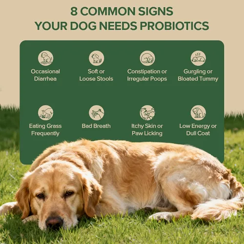 Vista 6 de Probióticos para perros – Probióticos para perros para levadura, picazón en la piel y oídos con picazón, salud digestiva, alivio de la diarrea