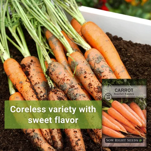 Vista 3 de Sow Right Seeds - Semilla de zanahoria Scarlet Nantes para plantar - Paquete de reliquia sin OMG con instrucciones para plantar un huerto casero