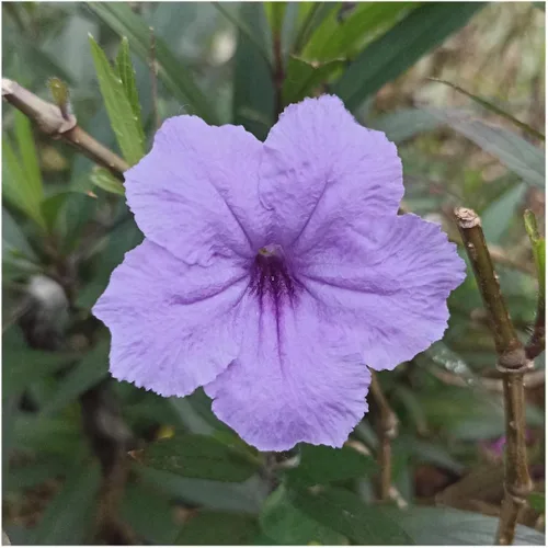 Vista 2 de Everwilde Farms - Semillas de flores silvestres nativas de petunia silvestre de 1 onza - Gold Vault