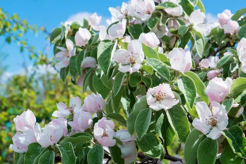 Vista 7 de 20 semillas de arbustos con flores de membrillo culinario común Cydonia Oblonga