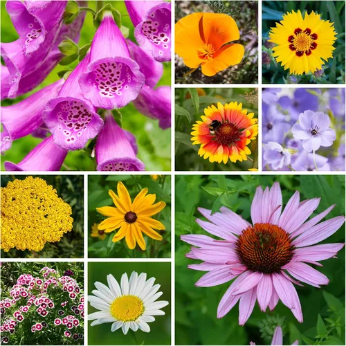 Vista 10 de Semillas de flores silvestres a granel - Mezcla de flores silvestres del medio oeste - 1 libra 640,000+ flores silvestres de la pradera - Semillas