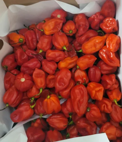 Vista 2 de Zozoma Farms - Chili Peppers Habanero Rojo Fresco 3 lb picantes y picantes con vitamina C y potasio envasados en papel de carnicero