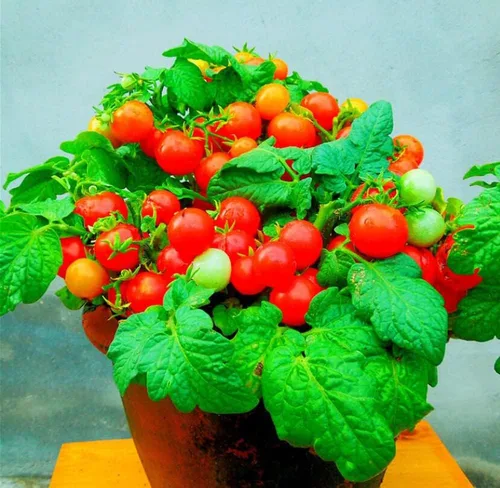 Vista 4 de MOCCUROD - 100 semillas de tomate cereza para interiores, semillas de herencia vegetal rara de tomate enano rojo y amarillo