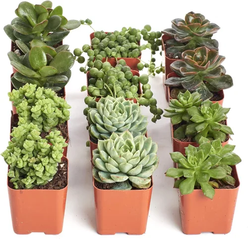 Vista 9 de Compre la suculenta y verde colección de suculentas., paquete de de 4