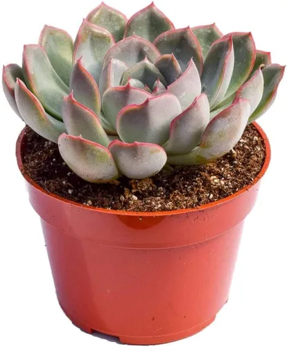 Vista 7 de Planta suculenta Echeveria viva - Suculenta Echeveria de 4 pulgadas con raíces completas (Echeveria Benitsukasa)
